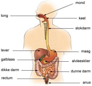spijsverteringsstelsel