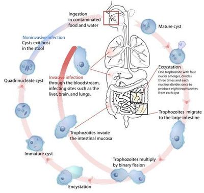 levenscyclus entamoeba histolytica