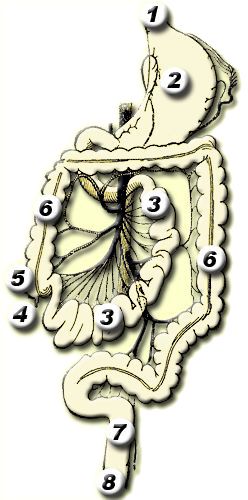 anatomie van het maag en darmstelsel